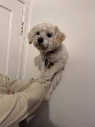 Found/Stray Male Dog last seen In front of my hse, Richmond, CA 94804