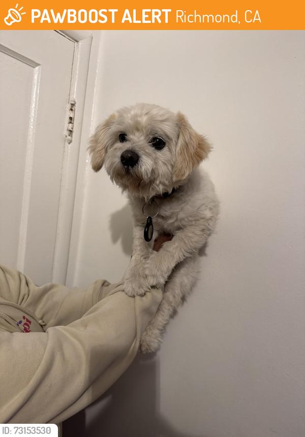 Found/Stray Male Dog last seen In front of my hse, Richmond, CA 94804
