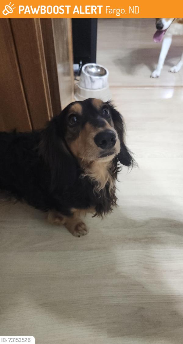 Found/Stray Male Dog last seen 7th Avenue East & 20th Street East, West Fargo, ND, Fargo, ND 58078