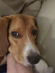 Reunited Male Dog last seen Winston Churchill Blvd& Aquitane Ave, Mississauga, ON L5N 2C7