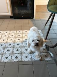 Reunited Female Dog last seen Flower, Fullerton, CA 92833