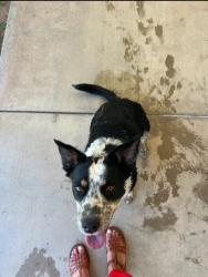 Reunited Female Dog last seen Sierra vista near La Sierra university, Riverside, CA 92505