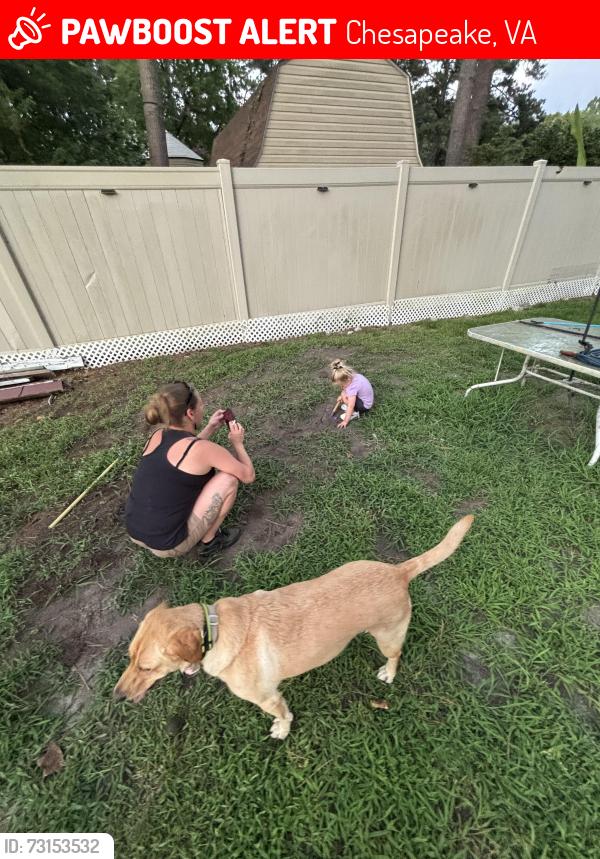 Lost Female Dog last seen Hollywood dr, Chesapeake, VA 23320