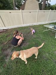 Lost Female Dog last seen Hollywood dr, Chesapeake, VA 23320