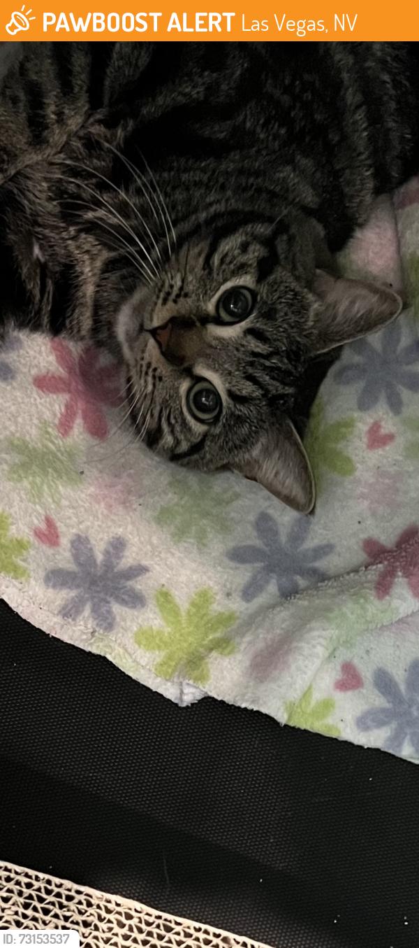 Found/Stray Unknown Cat last seen U-Haul found in stairwell, Las Vegas, NV 89166
