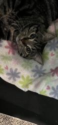 Found/Stray Unknown Cat last seen U-Haul found in stairwell, Las Vegas, NV 89166