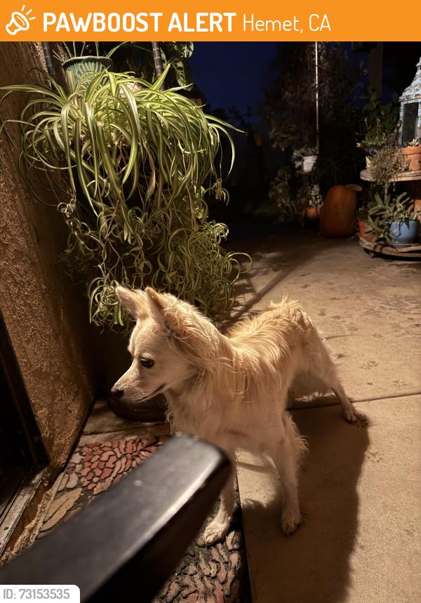Found/Stray Male Dog last seen Santa Fe and Stetson, Hemet, CA 92543