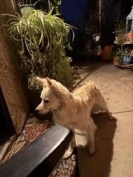 Found/Stray Male Dog last seen Santa Fe and Stetson, Hemet, CA 92543