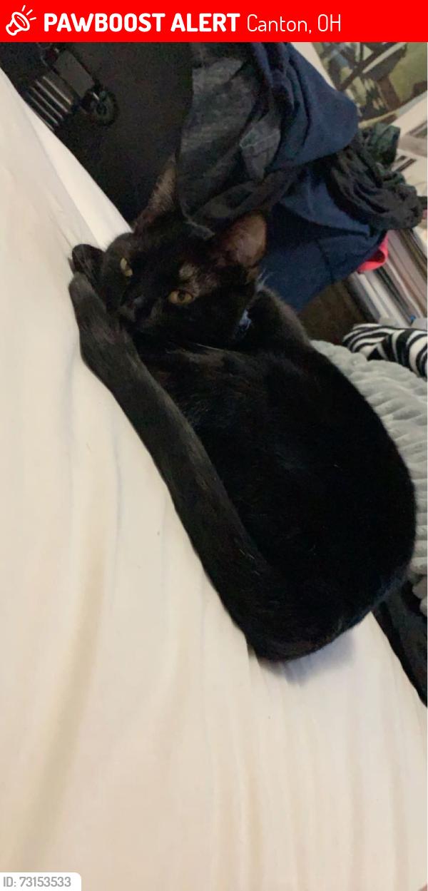 Lost Female Cat last seen Fohl Village, Canton, OH 44706
