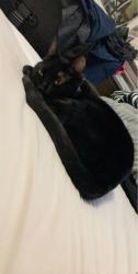 Lost Female Cat last seen Fohl Village, Canton, OH 44706