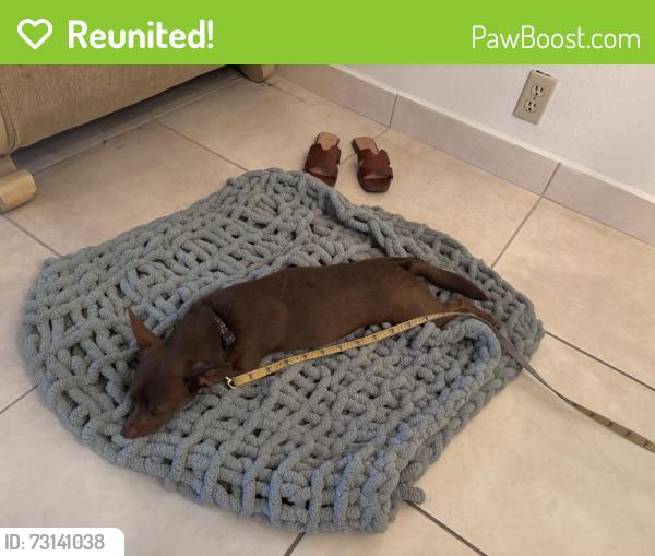 Reunited Male Dog last seen Cottle and Poughkeepsie, San Jose, CA 95123