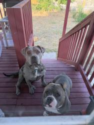 Found/Stray Male Dog last seen Near e bates pl, Aurora, CO 80013