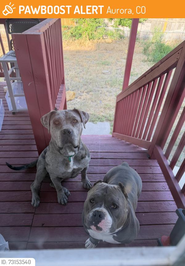 Found/Stray Male Dog last seen Near e bates pl, Aurora, CO 80013