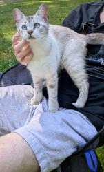 Lost Female Cat last seen Near highway, Gig Harbor, WA 98329