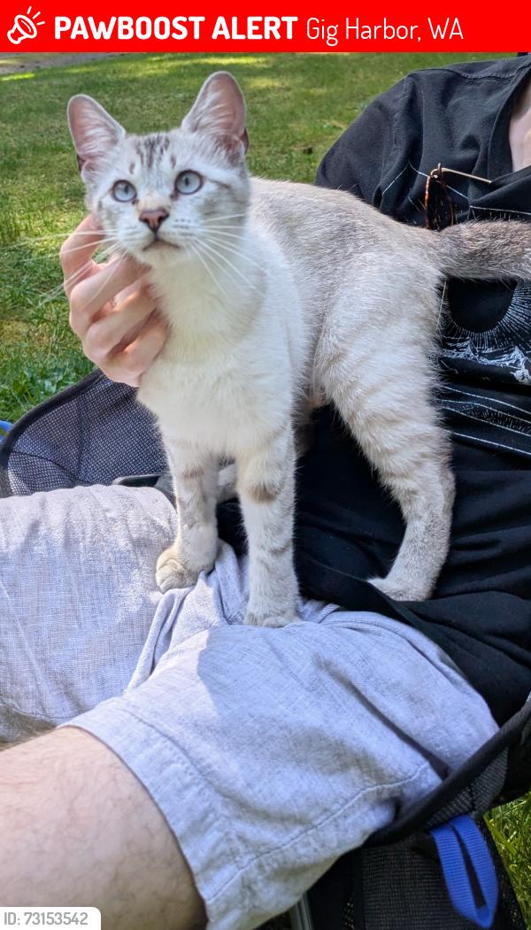 Lost Female Cat last seen Near highway, Gig Harbor, WA 98329