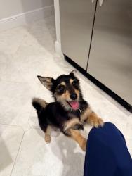 Found/Stray Male Dog last seen Boca pointe, Boca Pointe, FL 33433