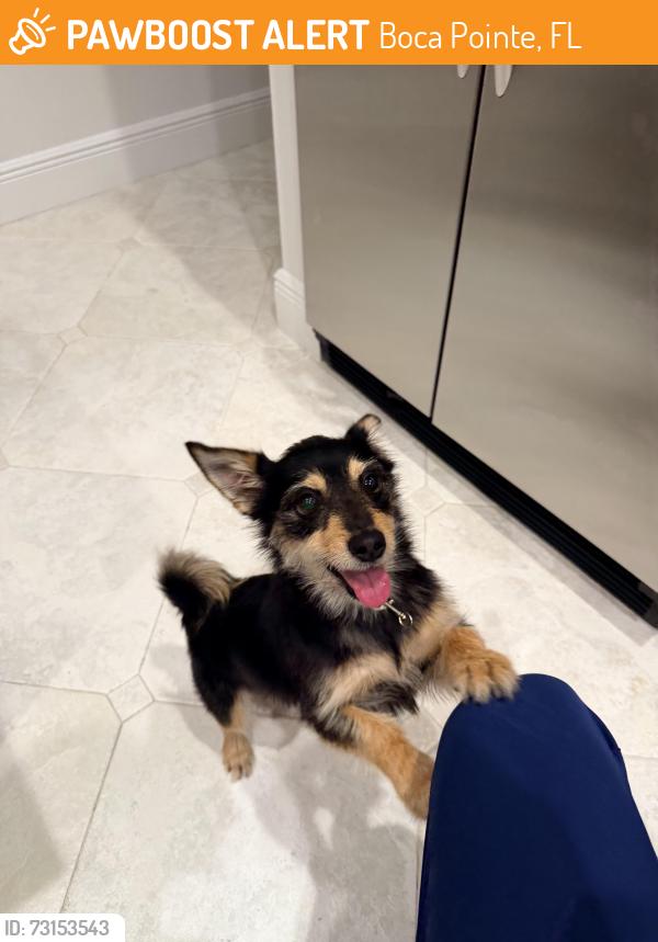 Found/Stray Male Dog last seen Boca pointe, Boca Pointe, FL 33433