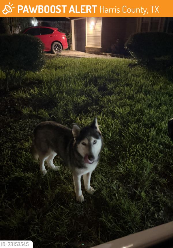 Found/Stray Female Dog last seen Red Leo lane, Harris County, TX 77389