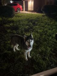 Found/Stray Female Dog last seen Red Leo lane, Harris County, TX 77389