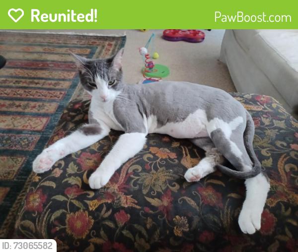 Reunited Male Cat last seen Valley Pkwy & Bear Valley, Escondido, CA 92027