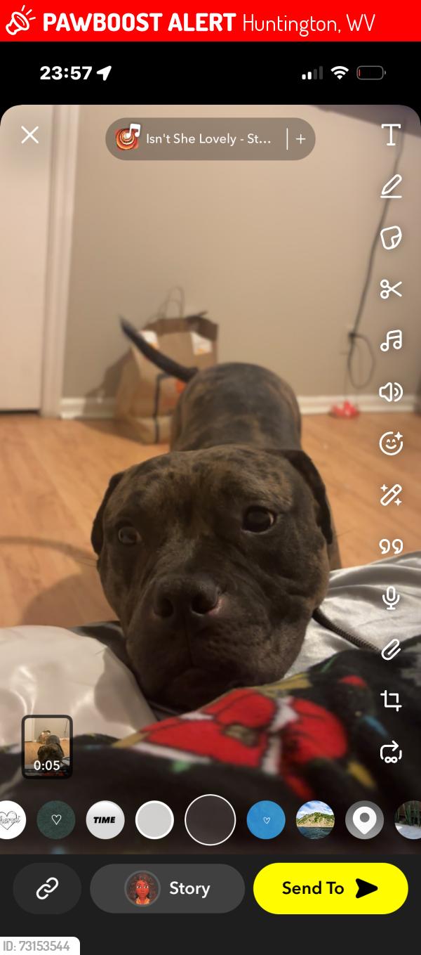 Lost Female Dog last seen Sheets, Huntington, WV 25701