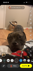 Lost Female Dog last seen Sheets, Huntington, WV 25701