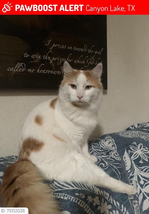 Lost Male Cat last seen Lazy Diamond and Vesper, Canyon Lake, TX 78133
