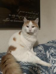 Lost Male Cat last seen Lazy Diamond and Vesper, Canyon Lake, TX 78133