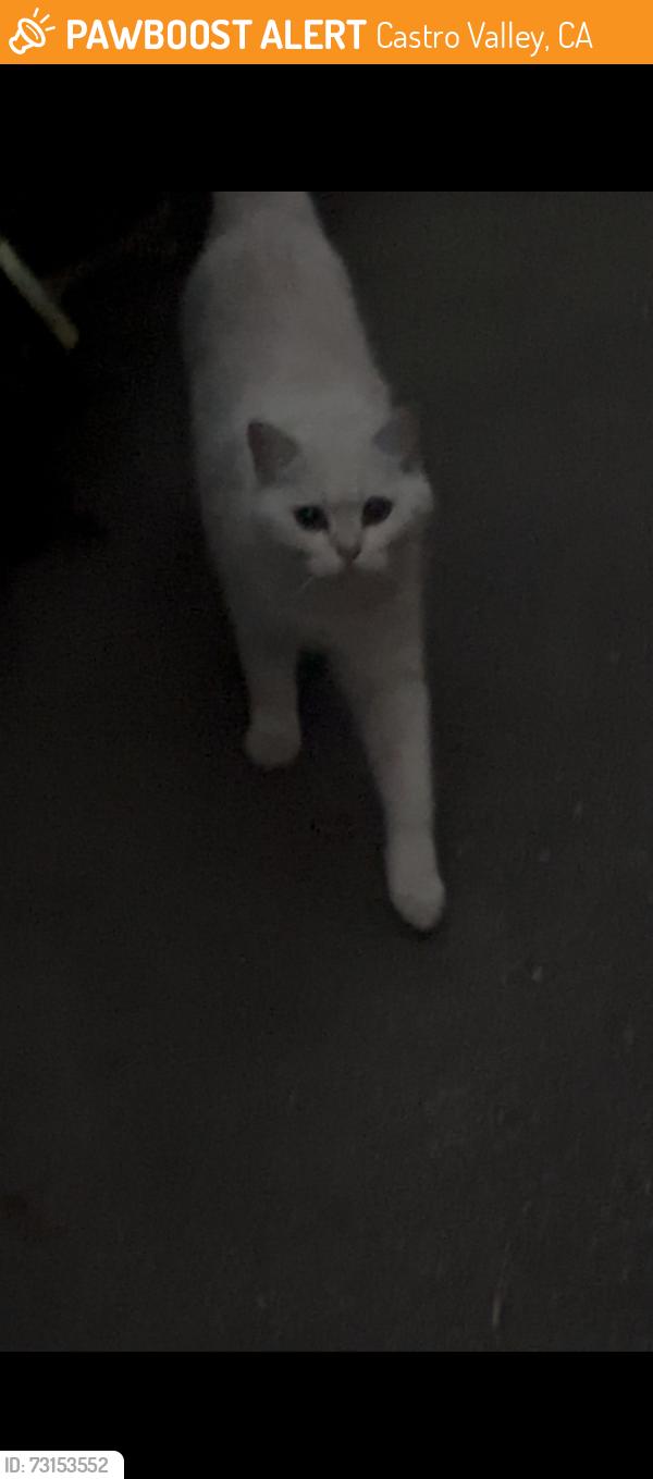 Found/Stray Unknown Cat last seen Regent Way & Ehle Street or Regent Way & John Drive, Castro Valley, CA 94546