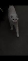 Found/Stray Unknown Cat last seen Regent Way & Ehle Street or Regent Way & John Drive, Castro Valley, CA 94546