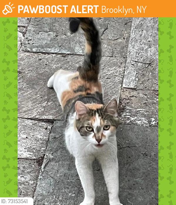 Found/Stray Female Cat last seen Vanderbilt Street BTW Prospect Park SW and Prospect Avenue, Brooklyn, NY 11218