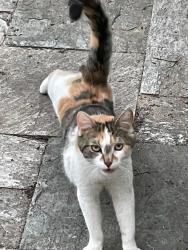 Found/Stray Female Cat last seen Vanderbilt Street BTW Prospect Park SW and Prospect Avenue, Brooklyn, NY 11218