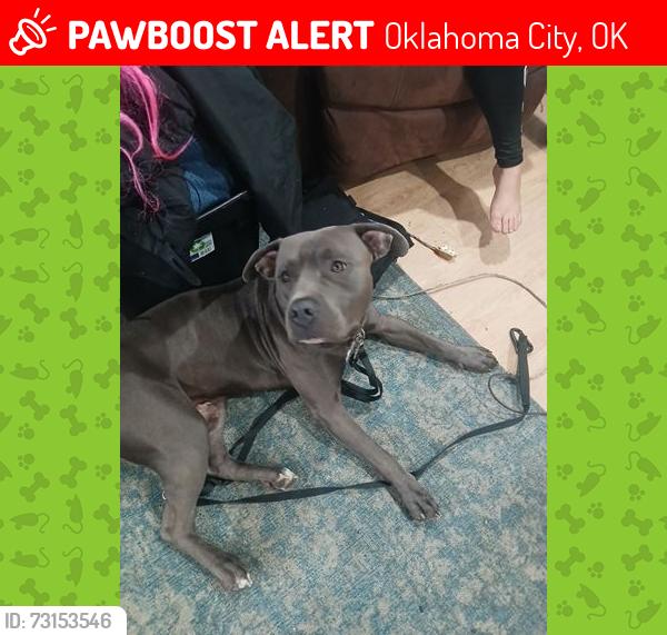Lost Male Dog last seen Nw 67th street and north portland, Oklahoma City, OK 73116
