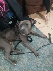 Lost Male Dog last seen Nw 67th street and north portland, Oklahoma City, OK 73116
