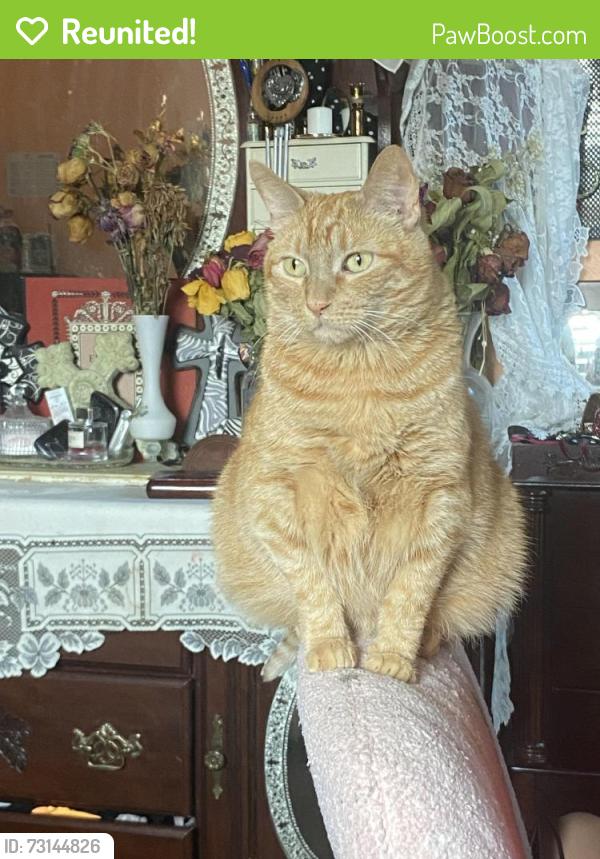Reunited Male Cat last seen Mantalcino Dr, Round Rock, 78665 Tx, Round Rock, TX 78665