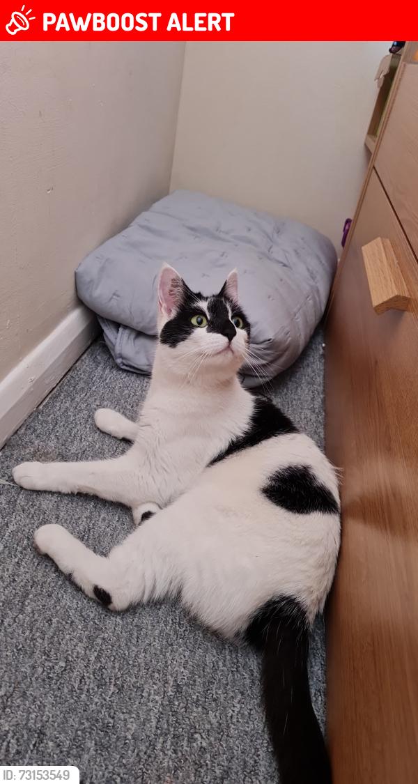 Lost Female Cat last seen Falcon way, near the central line track, Greater London, England E11 1SX