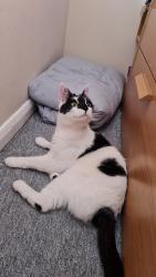 Lost Female Cat last seen Falcon way, near the central line track, Greater London, England E11 1SX
