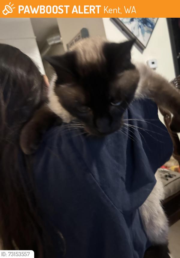 Found/Stray Unknown Cat last seen Military Road and 239th, Kent, WA 98031