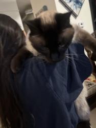 Found/Stray Unknown Cat last seen Military Road and 239th, Kent, WA 98031