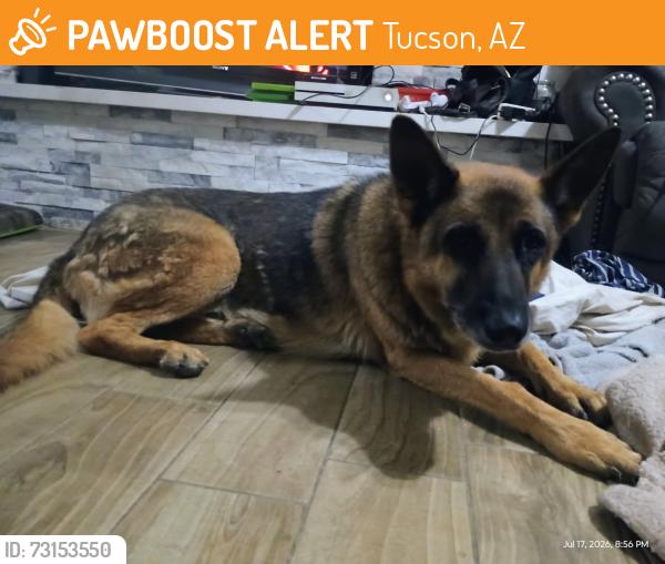 Found/Stray Male Dog last seen Dodge and Forte Lowell Goodwill, Tucson, AZ 85712