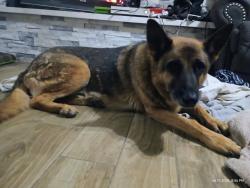 Found/Stray Male Dog last seen Dodge and Forte Lowell Goodwill, Tucson, AZ 85712