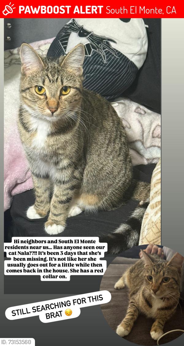 Lost Female Cat last seen Lerma Rd, South El Monte, CA 91733