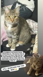 Lost Female Cat last seen Lerma Rd, South El Monte, CA 91733