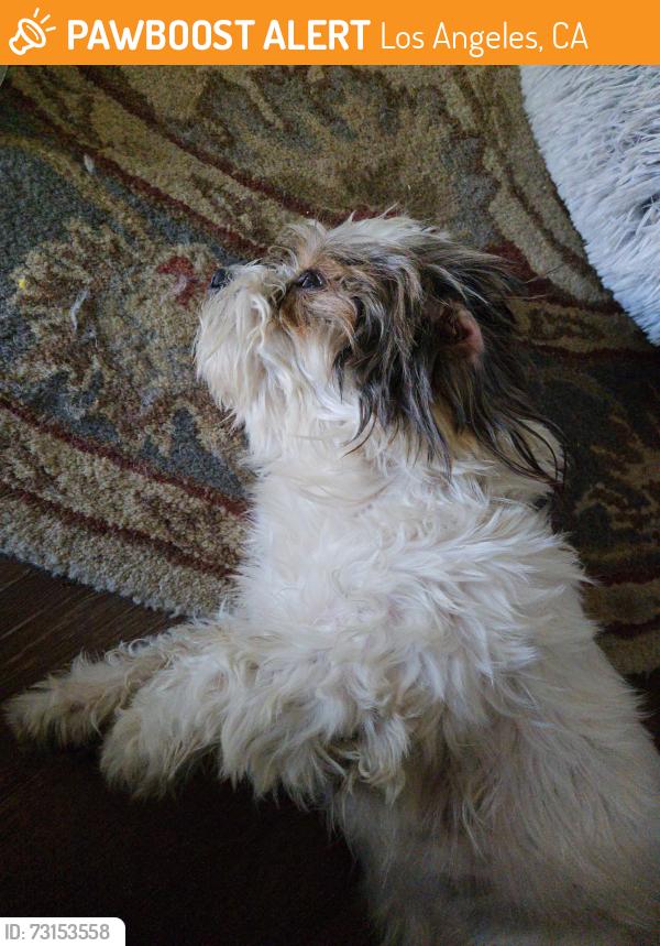 Found/Stray Male Dog last seen Washing Ave, Los Angeles, CA 90021