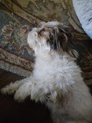 Found/Stray Male Dog last seen Washing Ave, Los Angeles, CA 90021