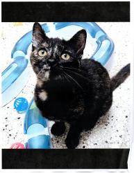 Reunited Female Cat last seen Sproul Ave, Los Angeles, CA 90064