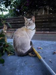 Found/Stray Unknown Cat last seen Greenbrier, San Diego, CA 92120