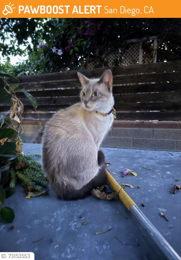 Found/Stray Unknown Cat last seen Greenbrier, San Diego, CA 92120