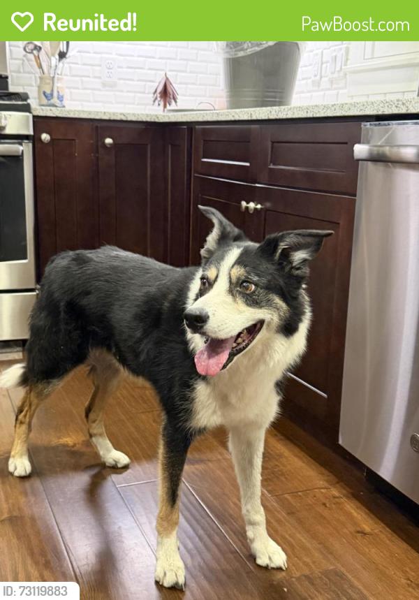 Reunited Male Dog last seen Solstice Senior Living at Sandy, Sandy, UT 84070