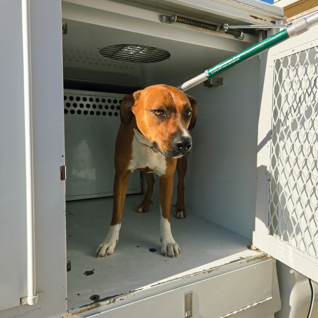Shelter Stray Male Dog last seen , 5000 Lindbergh Blvd, California City, CA 93505, USA